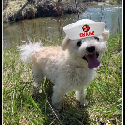 Hi friends, I’m Chase the Morkie! I’m 9 years old and LOVE playing with my ball 🎾 even more than noms, noms, well maybe not chimken. 🐓 always wins… 🇨🇦 #ZSHQ