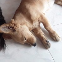 Crow (@crow_vii) 's Twitter Profile