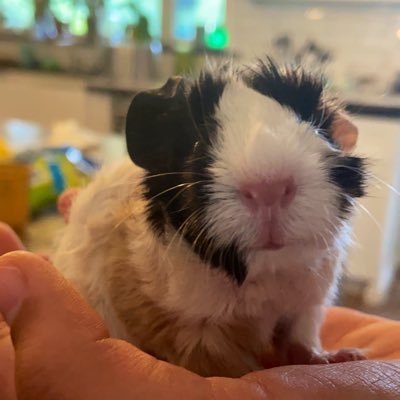 Guinea pigs: Ollie, Belle, Skye, Sam, Olivia, Coconut, Willow, Thing 1, Thing 2, Thing 3 (thing 1, 2, and 3 don’t have names yet)