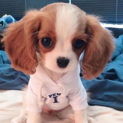 TrishDe2's profile picture. 