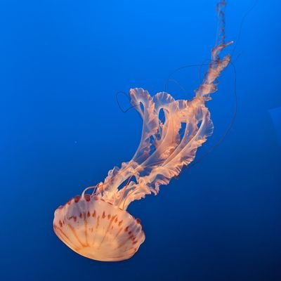 tokyodriftingg's profile picture. 