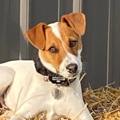 ER PA - love the outdoors, my dogs are my kids #FOAMed