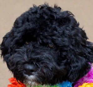 FirstDogBoObama's profile picture. THE FIRST DOG: Bo Obama, Born 10.09.08 , this twitter is NOT approved/endorsed by The President,FirstFamily,WhiteHouse