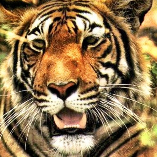trifulcas1946's profile picture. 