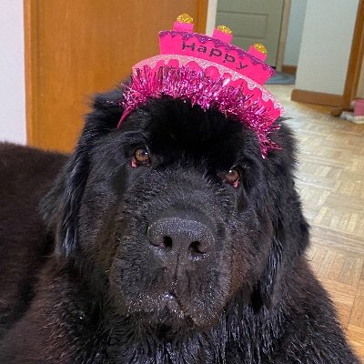 アメリカのミシガン州で、超大型犬とアメリカ人の夫と暮らしています。双子の女子は、それぞれニューヨークとボストンの大学を卒業後、ブルックリンで暮らしています。結構な漫画好き。カルト映画も好き。実はホラーも好き。時々グラフィックデザイナー。