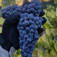 West of Temperance Winery (@west_temperance) 's Twitter Profile