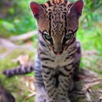 Carolch (@chacal869) 's Twitter Profile