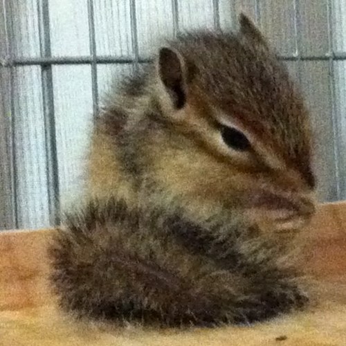 CorollaCustom's profile picture. 