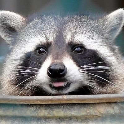 cesarcarrillo1's profile picture. 