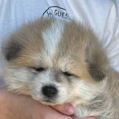 秋田犬のしおん♂です🐕札幌市→函館市🐕🎂2021.05.10👀すぐに大きくなってしまうので可愛い可愛い姿を少しでも多く残していきたいな😇犬好きさんと繋がりたい🥰🥰