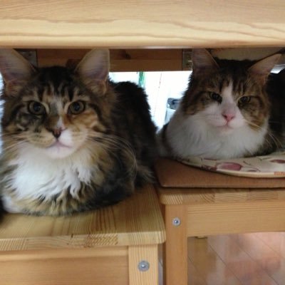 uyomowarukunain's profile picture. アカウント停止されたので、腹いせに再び舞い戻って参りました。日台ハーフの猫飼い🐱教育業者に覚えのある方、またフォローさせてください❣️よろしくお願い致します🙇‍♂️名前はばーちゃんのですw