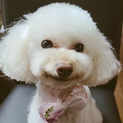 旦那さんとワンコ2匹と楽しく住める大きな家を建てたくて、これから益々トレード頑張っていきます*\(^o^)/*  #BTC