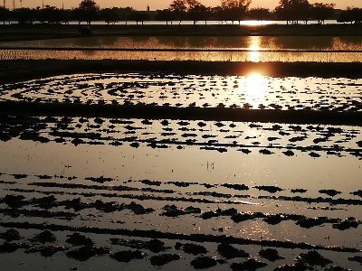 北国で草取りの無限ループにはまってます。虫、爬虫類、犬は仲間。キツネの💩悩ましい日々。😅コロ枠いらん。免疫力大事❗検査や薬に振り回されたくない元医療従事者。スマホ使いこなす自信なし。失礼あったらごめんなさい。