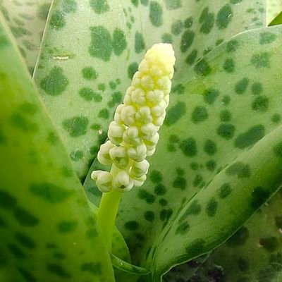 zenkunal's profile picture. Human