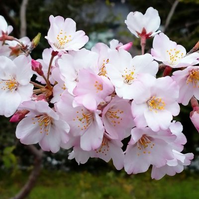 SimonMonckton's profile picture. 