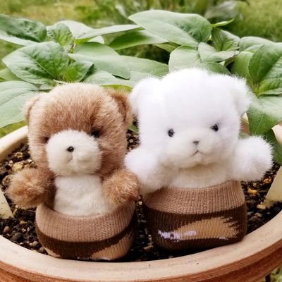 お花好きのこぐま茶太郎と白太郎です🐻🐻
ぬいぐるみの好きな方、植物の好きな方
お友達になって下さい🐻🙇‍♀️🐻
無言無断でのフォロー失礼いたします🙇‍♀️
よろしくお願いします☺️