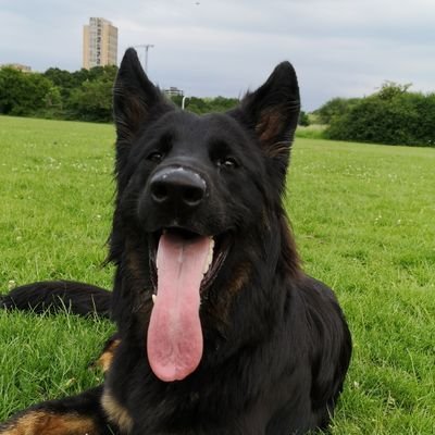 ukshaba21's profile picture. 