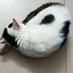 Pato (@xianpato) Twitter profile photo Pato (@xianpato) Twitter profile photo