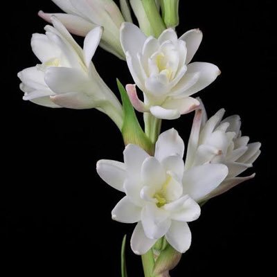 sai_no_tsuno_'s profile picture. 鳩はいいぞ、鳩は。雑多垢はこちら→@sai_no_ura_ 歌詠みはこちら→@ichiba_uyu