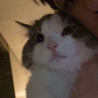 panda (@cokunpanda) 's Twitter Profile