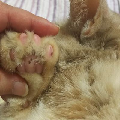 30後半の貴腐人。現在の沼はNARUTOのサスサク、FGOはマーリン推し、ポケモンはN推し、プロセカ…推し複数、鋼錬はロイエド。ハッピーエンド厨。最近コラージュ始めました。
