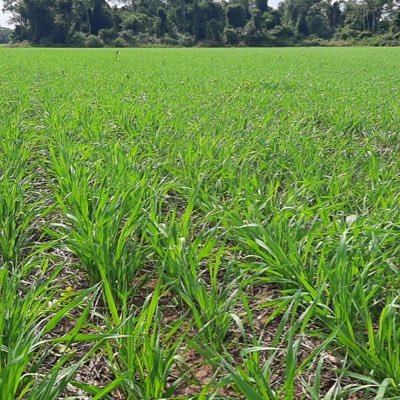 Carlos19047591's profile picture. Como soy