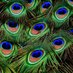 Folklore of Birds (@birdsfolklore) Twitter profile photo Folklore of Birds (@birdsfolklore) Twitter profile photo