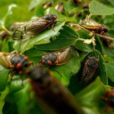 We running yo block on my dead cicada brother