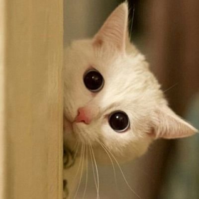 Qiaobenxiaoxing's profile picture. 关注不迷路