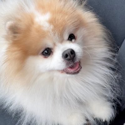 Women of AT&T-NC President, child of the '60s & a work in progress-striving to be worth the respect of my family, friends & 2 adorable Pomeranians. #Resist