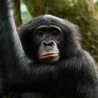 Kokolopori Bonobo Research (@kokolopori) 's Twitter Profile