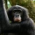 Kokolopori Bonobo Research (@kokolopori) Twitter profile photo Kokolopori Bonobo Research (@kokolopori) Twitter profile photo