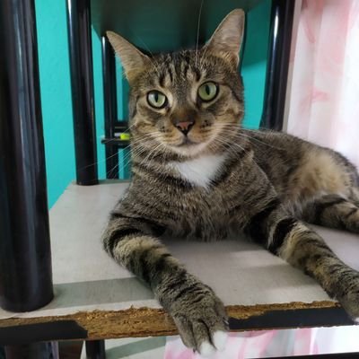 nanaknon's profile picture. Soñadora, Y enamorada Del Amor !! y de mis 🐕 y mi 🐈 😍