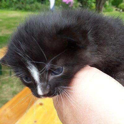 hiwthi_HH's profile picture. Hier, oder unter @hiwthi_hh@norden.social...