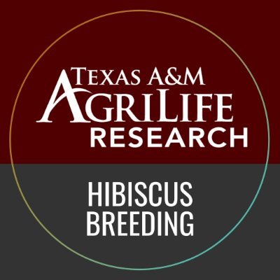 The world renowned hibiscus breeding program of Texas A&M AgriLife Research, based at the @AgriLife center in Vernon, TX.