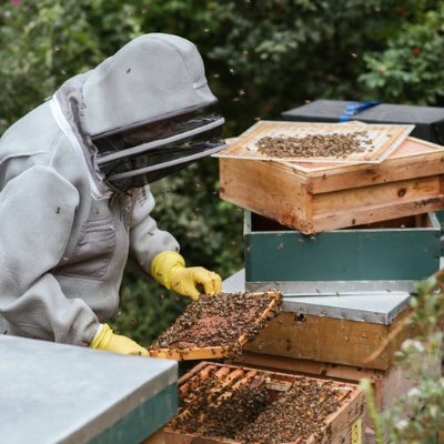 Native Irish Honey Bees, nucs, hives, honey and more.