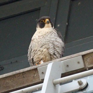 Observations of the Peregrine Falcons of Poole. Account run by @GoadPhotography.