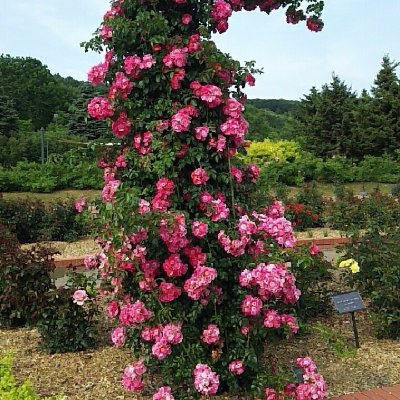 pdXMtWnWUXfHXP9's profile picture. 彼氏が大好き😂❤くまのプーさん、カービィ、にゃんこ先生☺小樽に住んでます✨美容やコスメなど大好きです🎵🎵