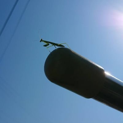 saburoushima's profile picture. 我以外皆我師　　／

　いいことはおかげさま、わるいことは身から出たさび。