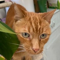 Amy Bruton - @gingerlovecat Twitter Profile Photo