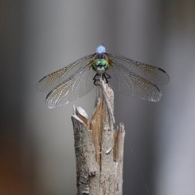 Heather Lindale Profile