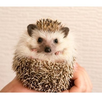 言語聴覚士国家試験第24回合格🌸
臨床2ヶ月目で適応障害にて1年間休職からの退職。今は派遣にて特許事務所で働いています。月に1,2回ほどワインバーでもバイトも。
犬とワイン、ピアノ、読書が好き💕
情報収集アカウント。無言フォロー申し訳ありません。
