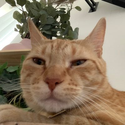 Bennieplusone's profile picture. grrgrrrr. myy brutheer is Frankie. 🙄