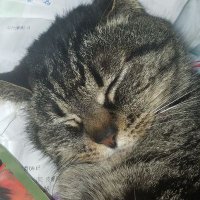 猫侍「制作代行　猫の手」 (@yashiro1788) 's Twitter Profile