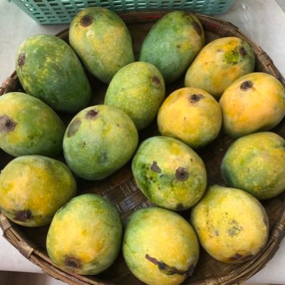 A platform for promotion of Mithila’s Mangoes. forum for Mango lovers . we hosts “MITHILA MANGO FESTIVAL “ at Sarisab- Pahi , Madhubani every year