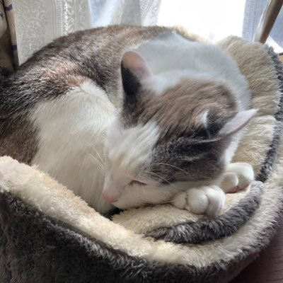 たまにゲーム