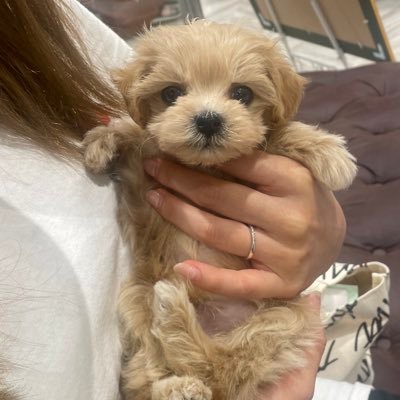 きなこ マルチーズ トイプードル Kinako Twitter きなこ マルチーズ トイプードル Kinako Twitter