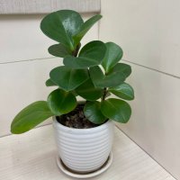 Miranda Wong (@mirandawyy668) 's Twitter Profile Photo