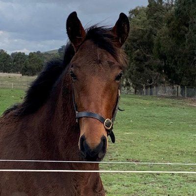 Crazy cat and horse lover. Loves all animals. Appreciates fairness and equal opportunity in life to be your best self. No tolerance for the LNP crime party.