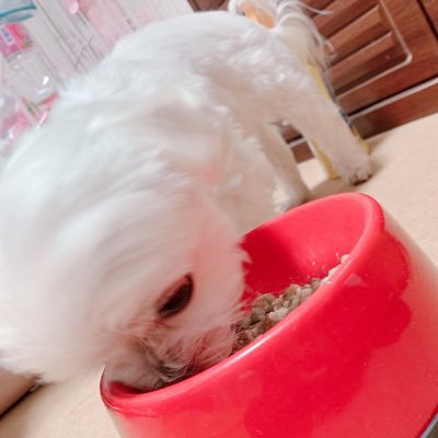 わんこ(マルチーズ大好き💞14歳で虹の橋)とミュージカルとFIRE。夢は、ブロードウェイミュージカルを英語で理解し😭涙することです。 資産運用でFIRE後はわんことゆったりのんびり過ごしていくのが私の幸せ#劇団四季#わんこ# 両学長#ブロードウェイ#2024年11月16埼玉ベルーナドームでnissy デビュー